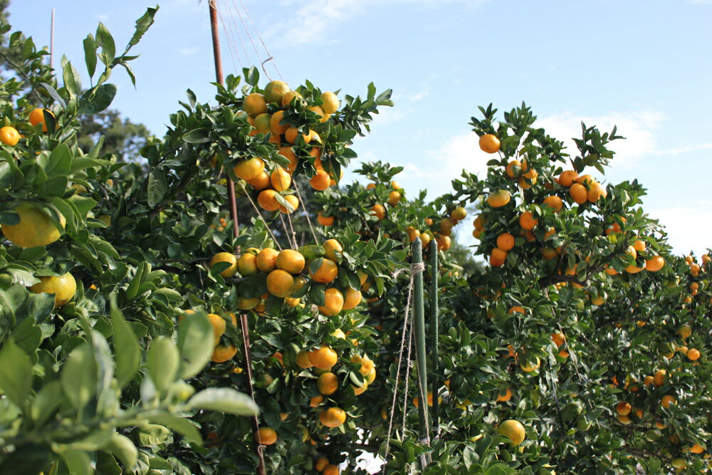 【ふるさと納税】 【規格外品】 熊本市産 完熟蜜柑 ご家庭用 12kg みかん 蜜柑 ミカン 柑橘 フルーツ 果物 くだもの 果実 訳あり 熊本市 熊本県 送料無料 【2025年9月上旬～2026年2月上旬迄発送予定】 サムネイル3