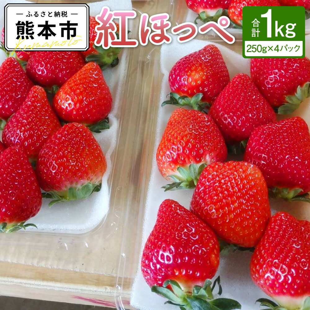 絢音ベリー 農園 紅ほっぺ いちご 1kg （250g×4パック） くだもの 果物 苺 イチゴ おやつ 熊本県 高級 フルーツ ギフト 厳選 希少 熊本県産 国産 送料無料 【先行予約】【2025年12月上旬～2026年4月下旬迄順次発送予定】