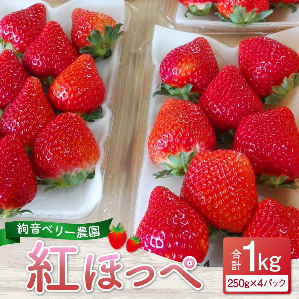 【ふるさと納税】 絢音ベリー 農園 紅ほっぺ いちご 1kg （250g×4パック） くだもの 果物 苺 イチゴ おやつ 熊本県 高級 フルーツ ギフト 厳選 希少 熊本県産 国産 送料無料 【先行予約】【2025年12月上旬～2026年4月下旬迄順次発送予定】 サムネイル3