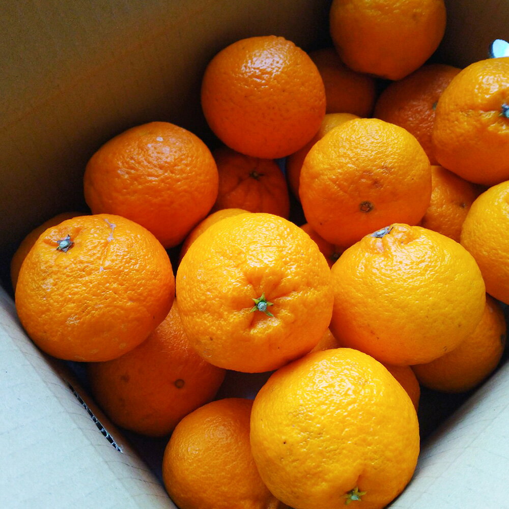 しらぬい柑5kg ご家庭用 ポンカン 果物 柑橘類 フルーツ 蜜柑 国産 九州 熊本県 河内 常温 送料無料 【2026年2月上旬～4月下旬迄順次発送予定】