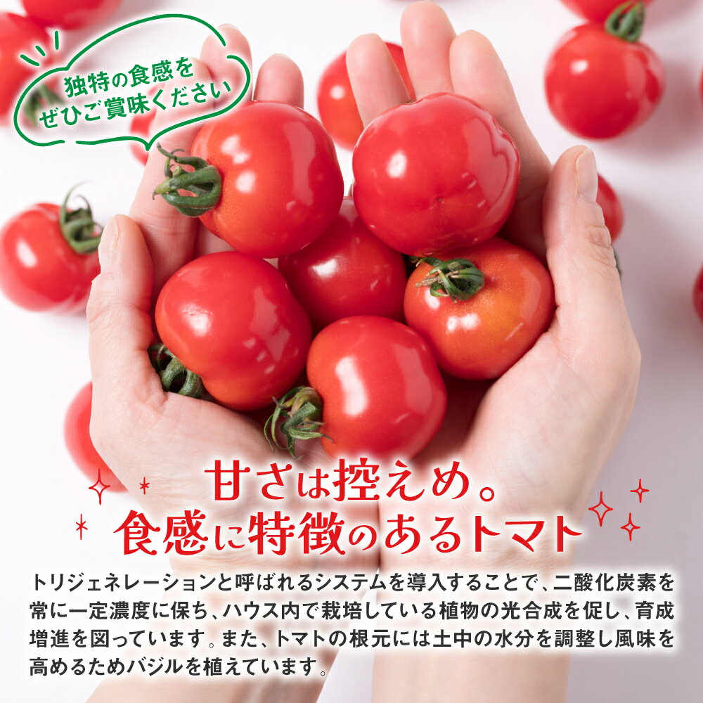 【ふるさと納税】 セレーナトマト サイズミックス 24個 400g以上 八代市産 宮島農園 野菜 とまと サラダ 送料無料 - 画像3
