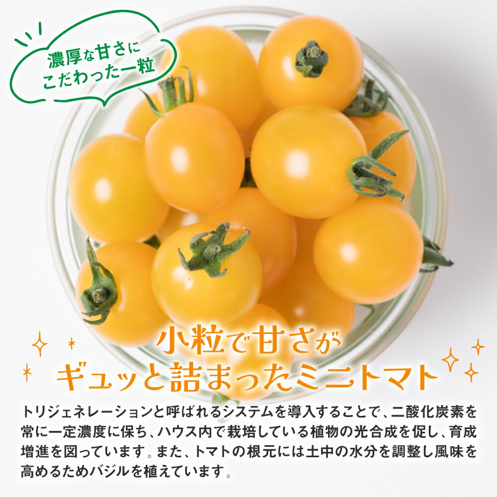 【ふるさと納税】 ミニトマト (黄色) 1.2kg 八代市産 宮島農園 トマト 甘い サラダ 国産 熊本県産 送料無料 - 画像3