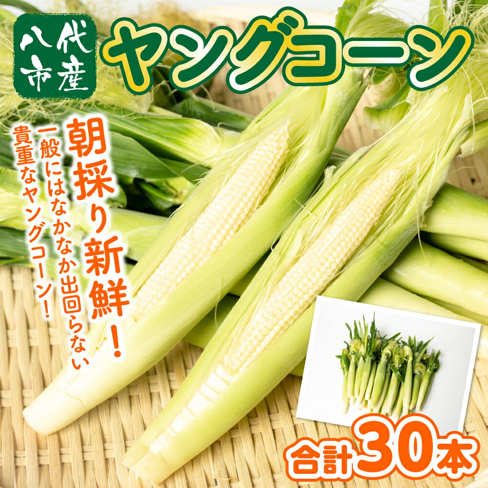 【ふるさと納税】 【先行予約】ヤングコーン 30本 とうもろこし 朝採れ 朝採り 新鮮 ハウス栽培 皮付き 八宝菜 シチュー 蒸し焼き 野菜 旬 国産 熊本県 八代市 送料無料【2026年4月下旬より順次発送】 - 画像2