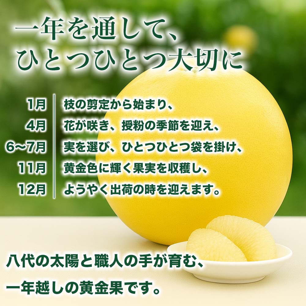 【ふるさと納税】【先行予約】【選べるサイズ・玉数】 晩白柚 ばんぺいゆ L～3Lサイズ・1玉～6玉入り（約1.5kg～10kg）果物 くだもの フルーツ 柑橘類 青果物 特産品 お取り寄せ 国産 送料無料 【2025年12月中旬より順次発送】 サムネイル3