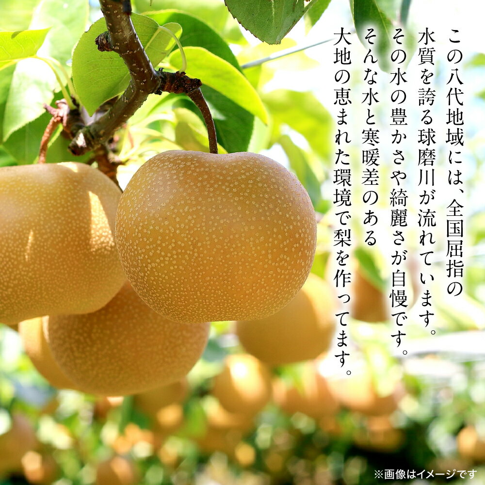 【ふるさと納税】 【先行予約】 豊水梨 約5kg (6～22玉) 梨 なし ナシ フルーツ くだもの 果物 旬 熊本県 八代市 送料無料 【2026年8月中旬より順次発送】 - 画像3