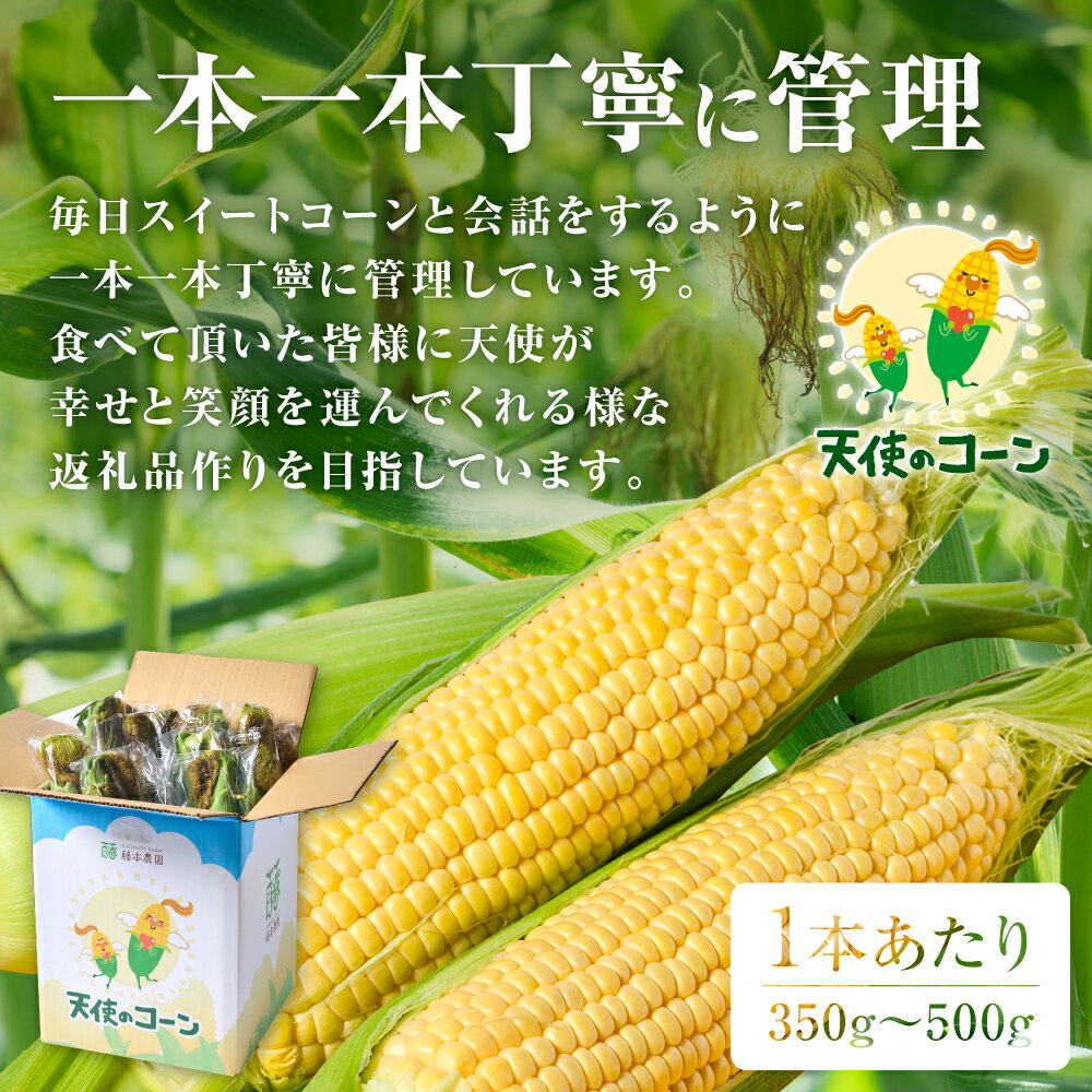 【ふるさと納税】 【先行予約】 熊本県八代市産「天使のコーン」2L～3Lサイズ 合計10本入り スイートコーン とうもろこし コーン料理 とうもろこし料理 送料無料 【2026年5月中旬より順次発送】 - 画像2