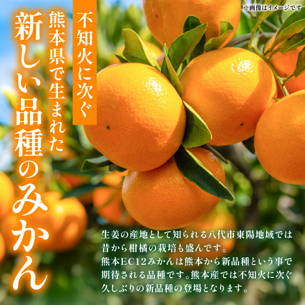 【ふるさと納税】 八代市 東陽産 EC12みかん 2kg以上入り(8玉～20玉) 柑橘 ミカン くだもの 果物 フルーツ デザート 送料無料 サムネイル2