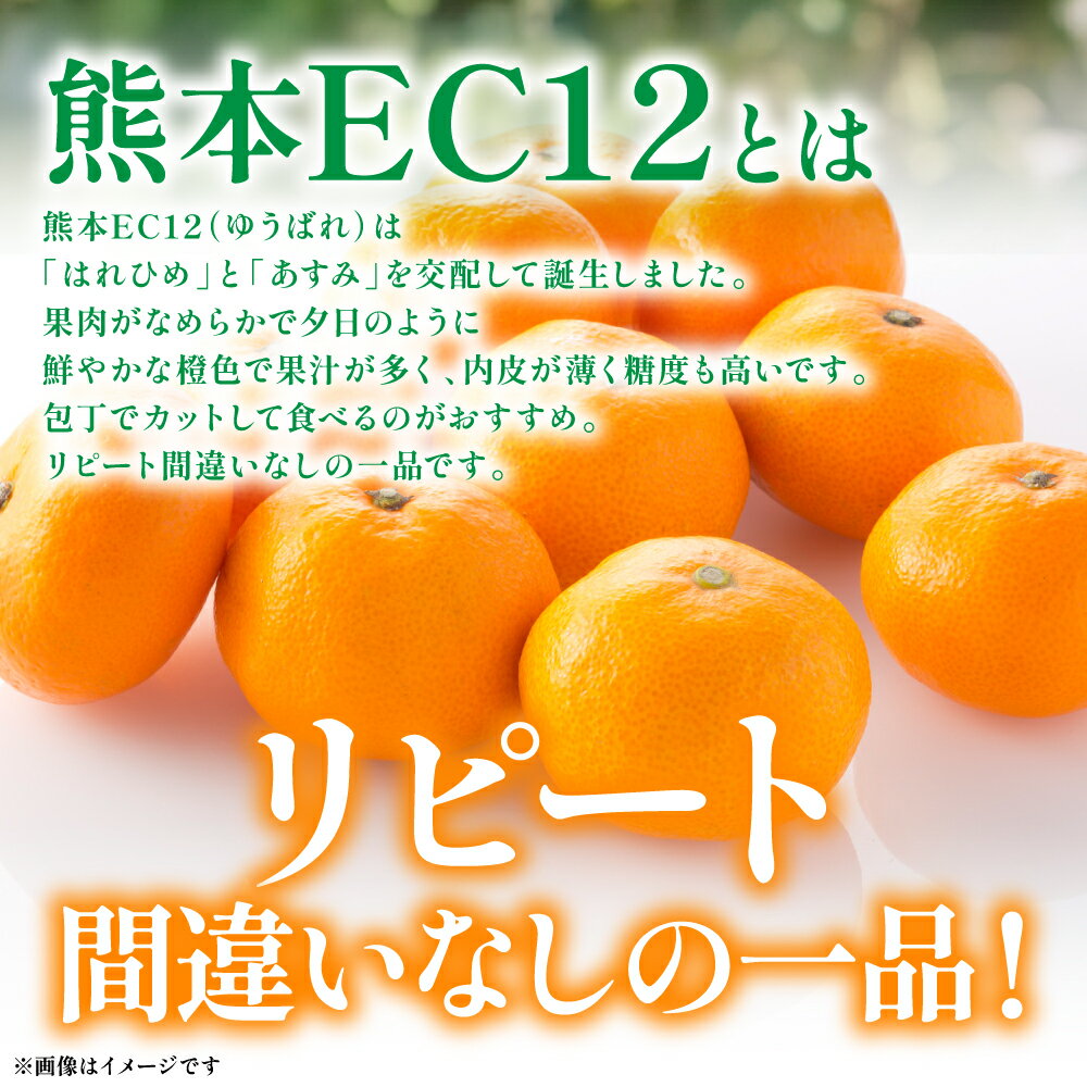 【ふるさと納税】 八代市 東陽産 EC12みかん 2kg以上入り(8玉～20玉) 柑橘 ミカン くだもの 果物 フルーツ デザート 送料無料 サムネイル3