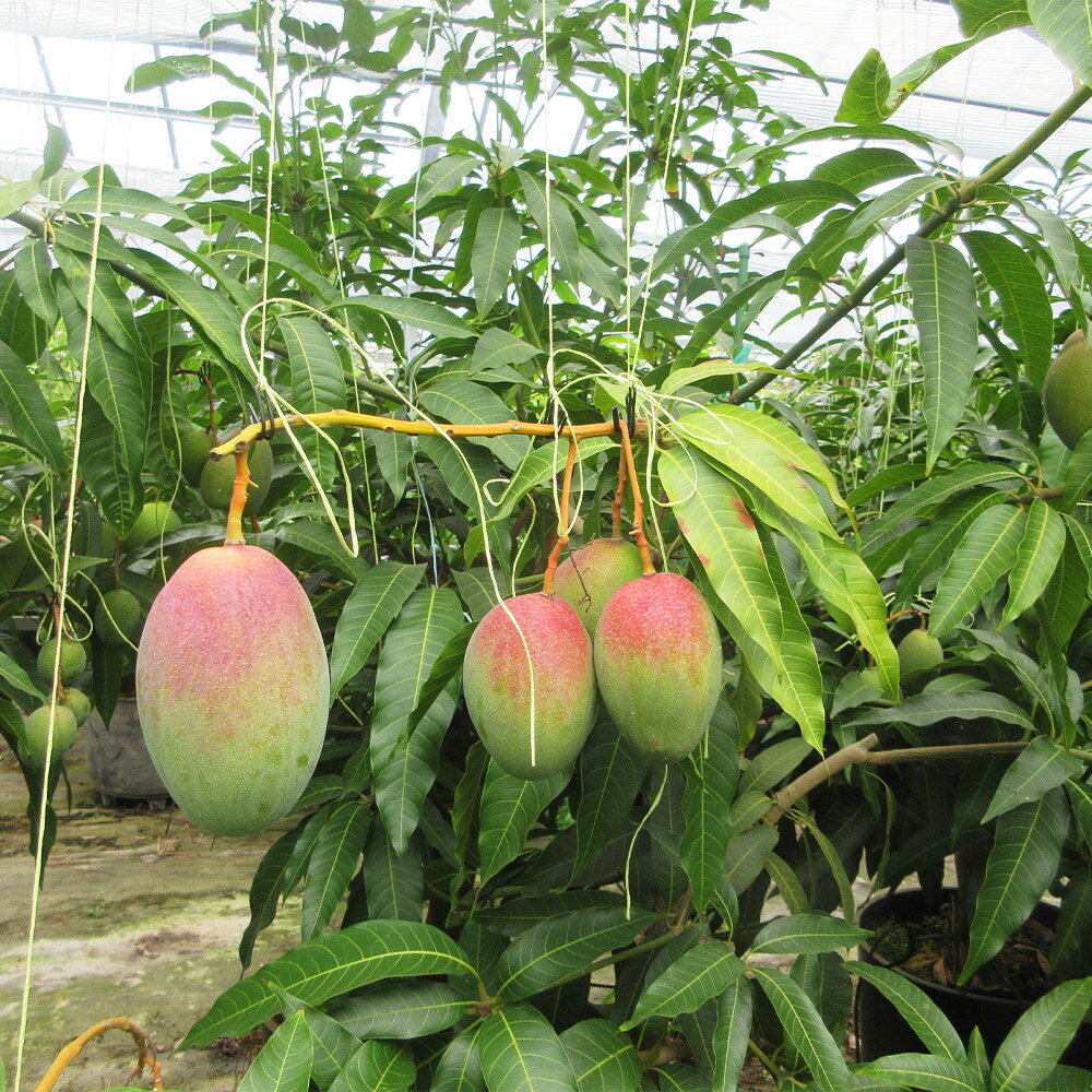 【ふるさと納税】人吉市産 マンゴー 2～3玉（約1.5kg） アップルマンゴー キーツマンゴー まんごー ビニールハウス栽培 フルーツ 果物 果実 くだもの 熊本県産 国産 九州 熊本県 人吉市 送料無料 【2026年7月上旬～8月上旬発送予定】 サムネイル3