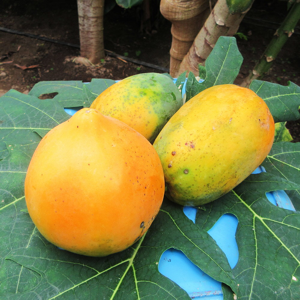 フルーツパパイヤ 2～3玉（約1kg） パパイヤ パパイア ビニールハウス栽培 フルーツ 果物 果実 くだもの ヨーグルト シャーベット 熊本県産 国産 九州 熊本県 人吉市 送料無料 【2026年2月上旬～4月上旬発送予定】