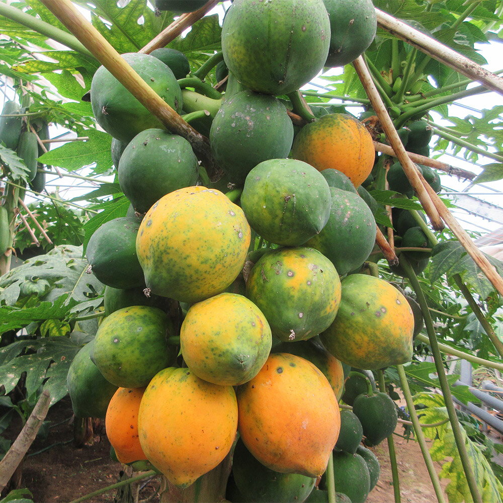 【ふるさと納税】フルーツパパイヤ 2～3玉（約1kg） パパイヤ パパイア ビニールハウス栽培 フルーツ 果物 果実 くだもの ヨーグルト シャーベット 熊本県産 国産 九州 熊本県 人吉市 送料無料 【2026年2月上旬～4月上旬発送予定】 サムネイル2