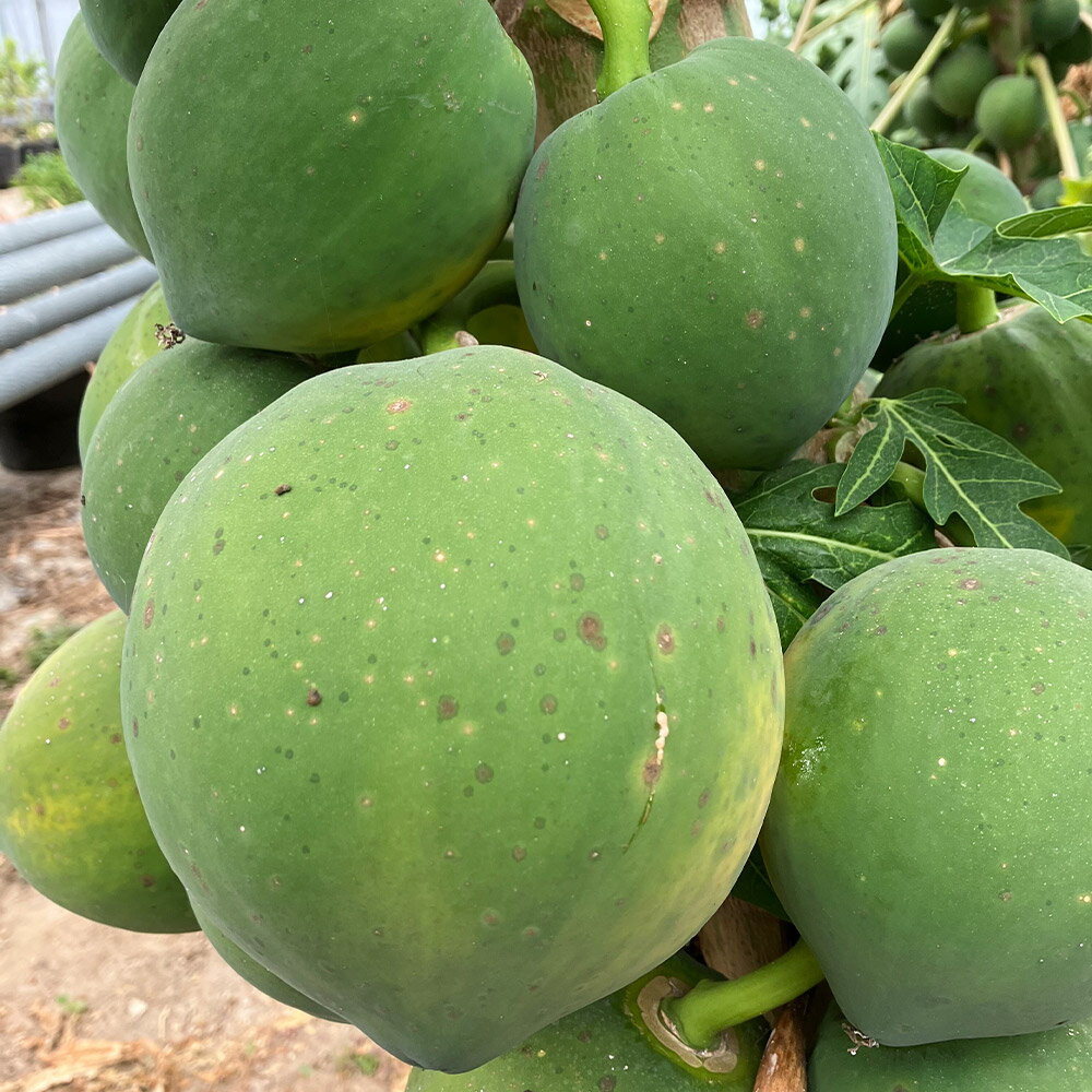 【ふるさと納税】フルーツパパイヤ 2～3玉（約1kg） パパイヤ パパイア ビニールハウス栽培 フルーツ 果物 果実 くだもの ヨーグルト シャーベット 熊本県産 国産 九州 熊本県 人吉市 送料無料 【2026年2月上旬～4月上旬発送予定】 サムネイル3