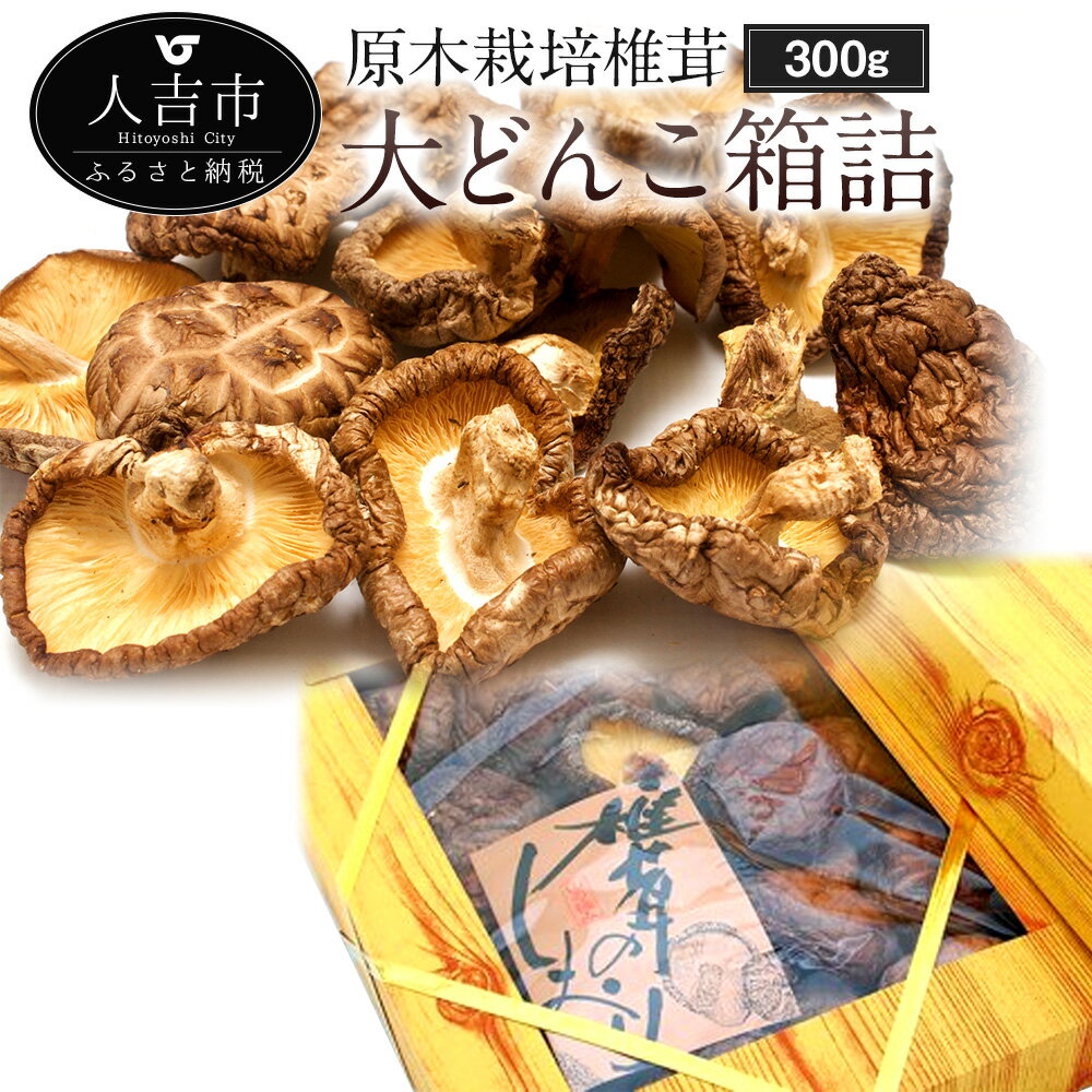 原木栽培椎茸 大どんこ箱詰 300g ギフト箱入り 椎茸 しいたけ 干し椎茸 干ししいたけ 乾椎茸 きのこ 熊本県人吉産 九州 5〜6cmの丸型肉厚 送料無料