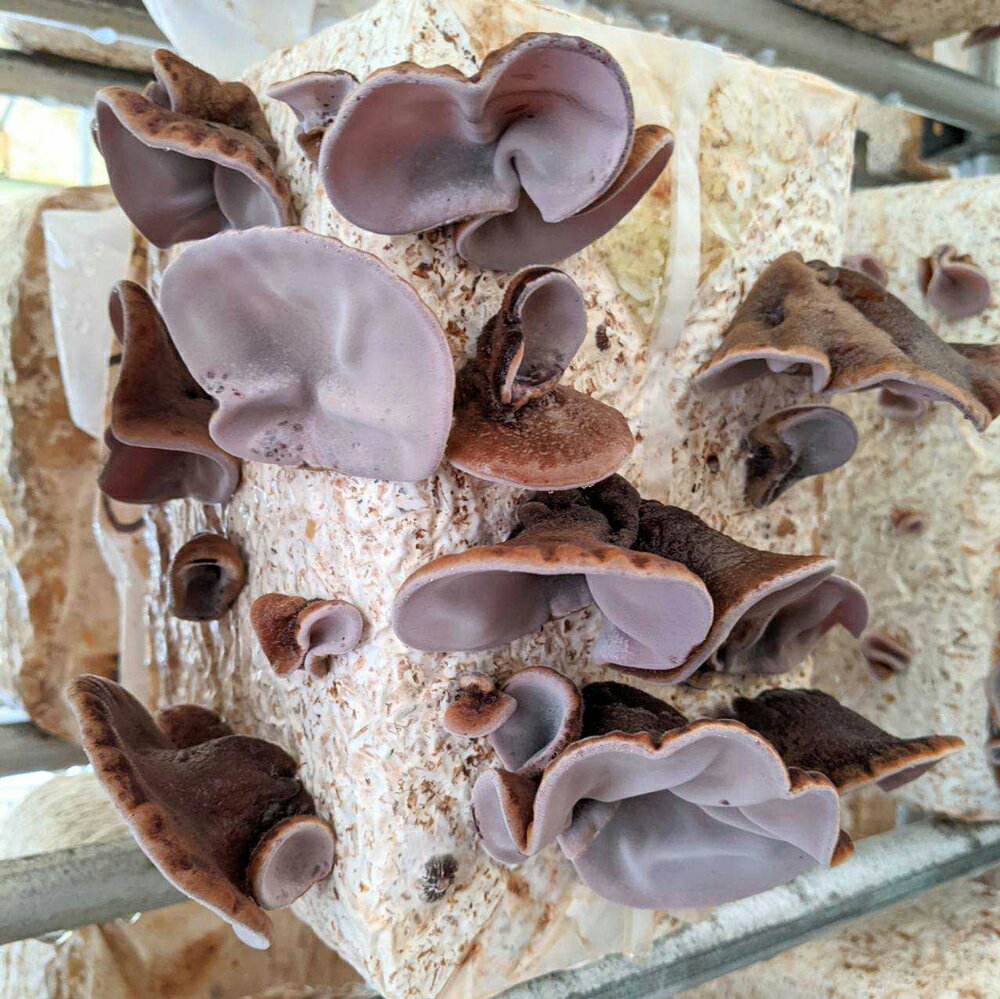 【ふるさと納税】熊本県人吉産 せんい生活の乾燥きくらげ 肉厚厳選 約40g×4袋 人吉産 九州産 木耳 希少 国産きくらげ きのこ 送料無料 - 画像2