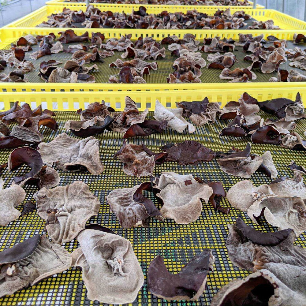 【ふるさと納税】熊本県人吉産 せんい生活の乾燥きくらげ 肉厚厳選 約40g×4袋 人吉産 九州産 木耳 希少 国産きくらげ きのこ 送料無料 - 画像3