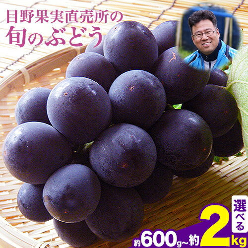 【先行予約】ぶどう 選べる 約600g 〜 約700g 約1kg 約2kg 旬の品種( 巨峰 または 藤稔 または ブラックビート または ピオーネ ) 品種の指定不可 フルーツ 果物 新鮮 ブドウ 葡萄《8月上旬-9月上旬頃出荷》熊本県 荒尾市産