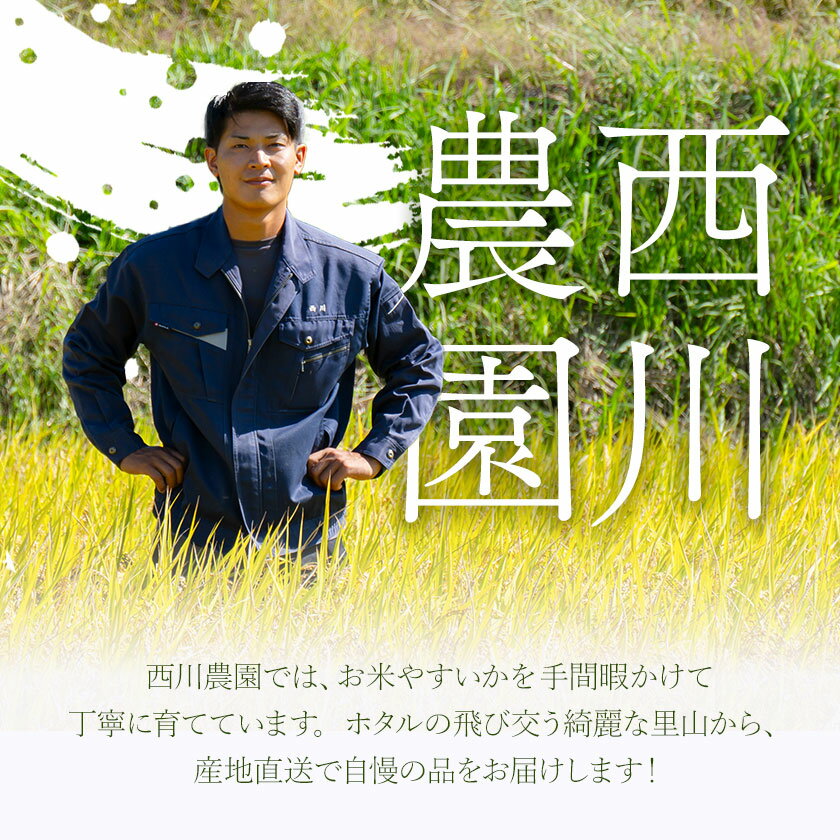 【ふるさと納税】【2026年先行予約】メロン 優香メロン 約2kg × 2玉 贈答用 専用箱 ギフト フルーツ 《2026年4月下旬-5月下旬頃出荷》西川農園 熊本県 荒尾市 希少メロン 果物 熊本県産 サムネイル3