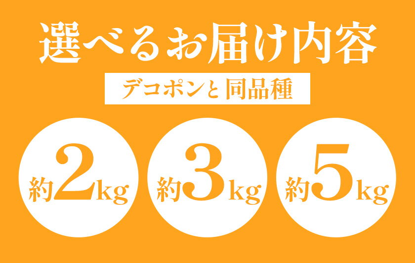 【ふるさと納税】不知火 デコポン 同品種 選べる 内容量 約2kg～約5kg 日本フルーツ株式会社 熊本県 荒尾市 《1月下旬-2月末頃出荷予定》 デコポン 果物 秀品 フルーツ スイーツ デザート ギフト ご贈答 サムネイル3