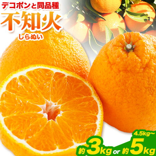 不知火 約3kg または 約4.5kg〜5kg 《2月下旬-4月下旬頃出荷》熊本県産 (荒尾市産含む) 柑橘 フルーツ フレッシュフーズ 不知火 果物 デコポン と同品種 送料無料 果物 しらぬい 旬 オレンジ みかん 5kg