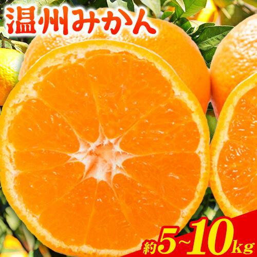 みかん 温州みかん 約 5kg 約 10kg 熊本県 荒尾市産含む 《11月上旬-12月上旬頃出荷》送料無料 熊本県 荒尾市 フレッシュフーズ 柑橘 フルーツ ミカン 蜜柑 果物