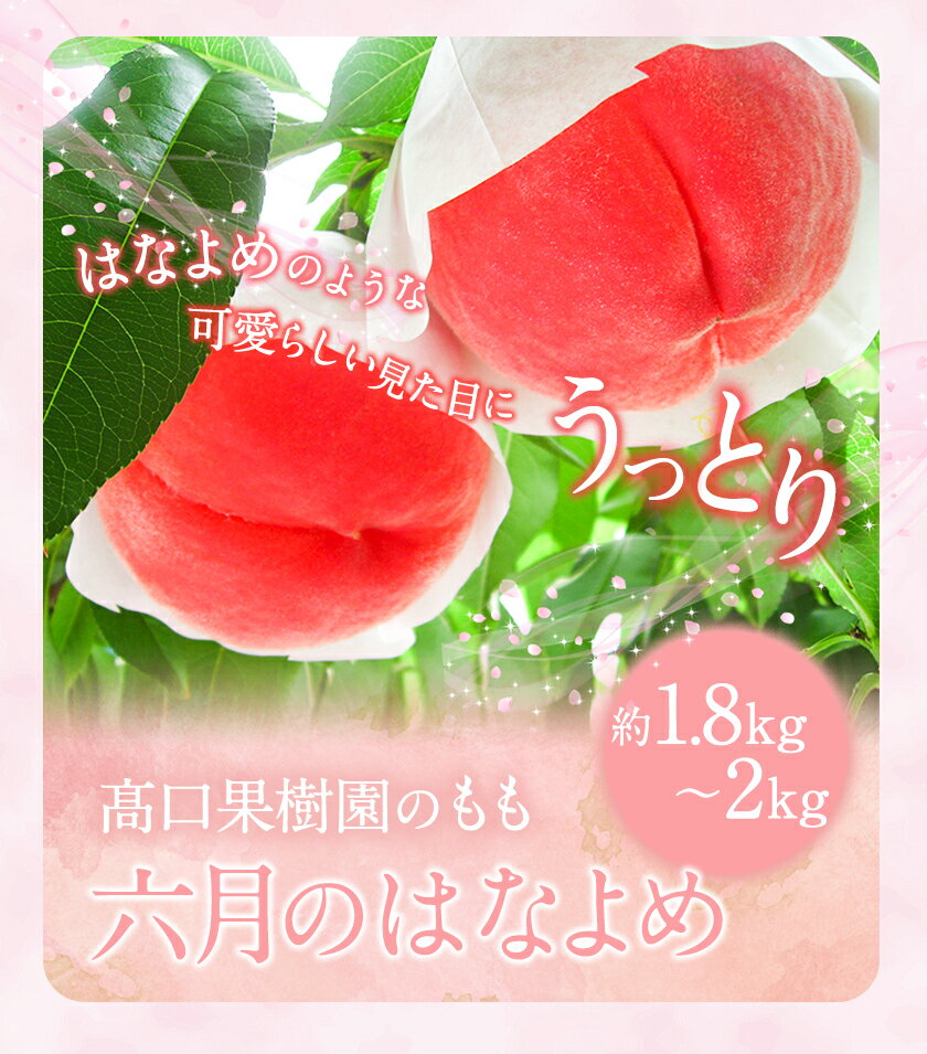 【ふるさと納税】 【2026年 先行予約 】桃 六月のはなよめ 約1.8〜2kg もも モモ 旬 フルーツ 果物 熊本県荒尾市産 桃 高口果樹園 【日付指定不可】《2026年6月上旬-6月下旬頃出荷》六月の花嫁 サムネイル2
