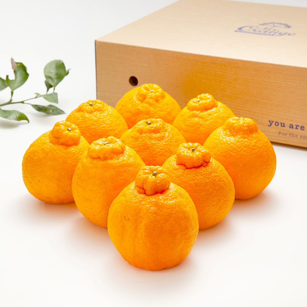 環境マイスターの不知火 良品 2.5kg 8玉前後 栽培期間中 無肥料・低農薬 不知火 ミカン 蜜柑 みかん 果物 国産 九州産 熊本県産 冷蔵 送料無料【2026年1月上旬-4月下旬迄順次発送予定】