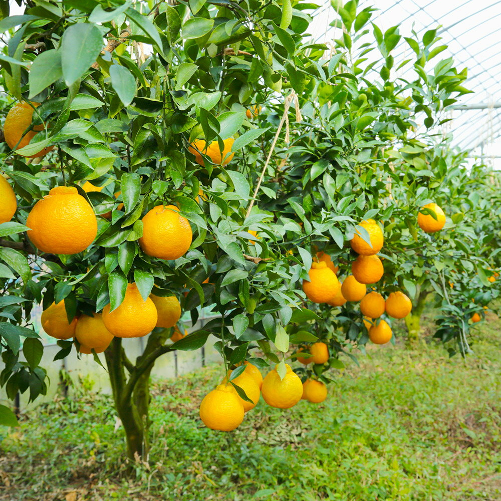 【ふるさと納税】環境マイスターの不知火 良品 合計約10kg 約5kg×2箱 15玉前後目安 （栽培期間中は無肥料・低農薬） 不知火 柑橘 フルーツ 果物 国産 九州産 熊本県産 冷蔵 送料無料【2026年1月上旬-4月下旬迄順次発送予定】 サムネイル3