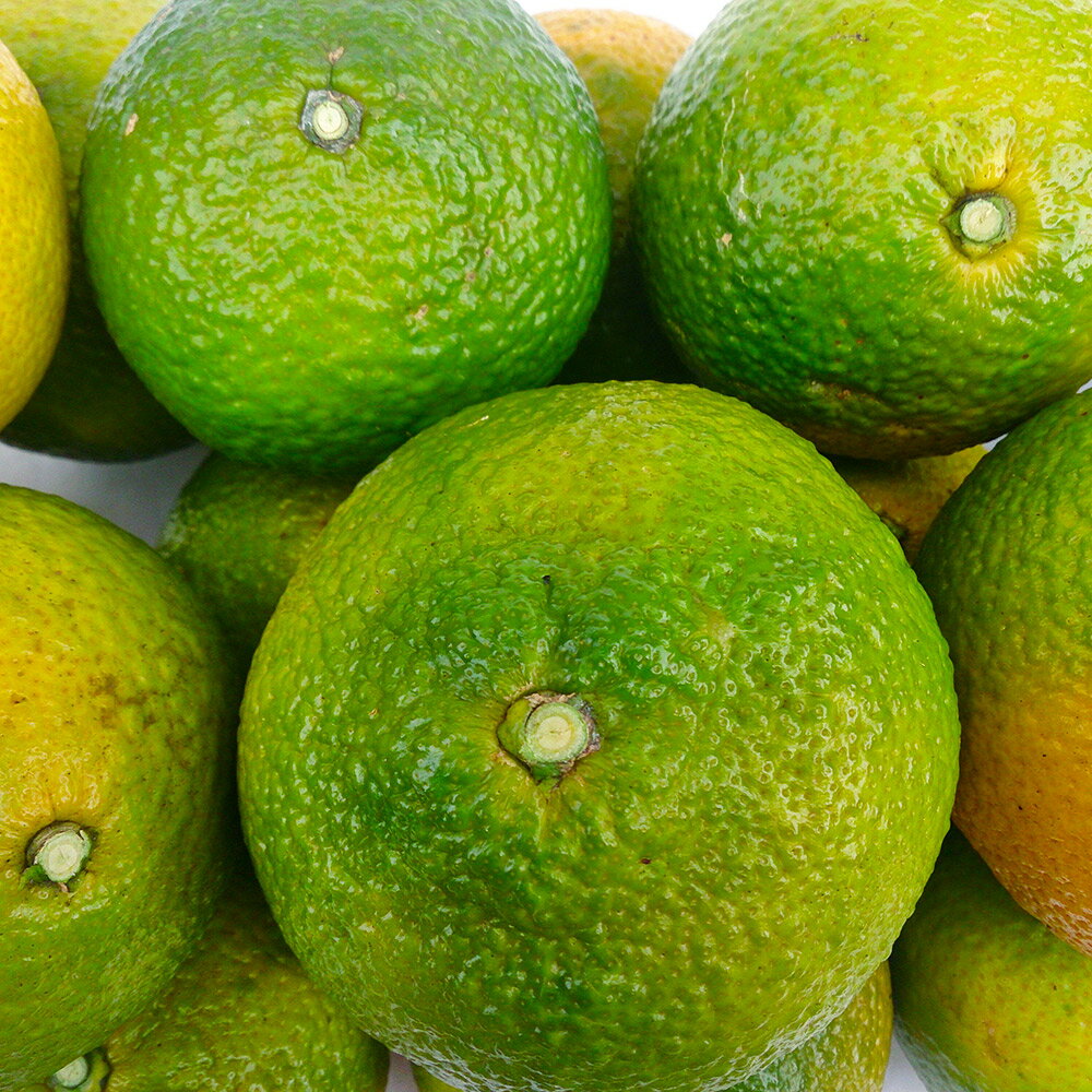 【ふるさと納税】環境マイスターのスイートスプリング 良品 訳あり 混合 約4kg 20玉前後 （栽培期間中は無肥料・農薬不使用） スイートスプリング 蜜柑 みかん ミカン 柑橘 果物 国産 九州産 熊本県産 冷蔵 送料無料【2025年11月下旬‐2026年1月下旬迄順次発送予定】 サムネイル3