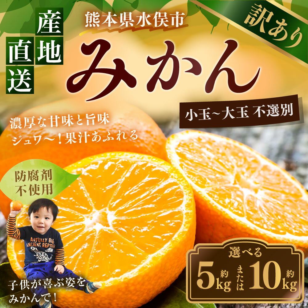 【ふるさと納税】訳あり みかん ＜容量が選べる＞ 約5～10kg サイズ不選別 小玉～大玉 ご自宅用 家庭用 みかん 蜜柑 柑橘 フルーツ 果物 くだもの 国産 九州 熊本県 冷蔵 送料無料【2025年10月上旬から2026年2月下旬発送予定】 サムネイル3