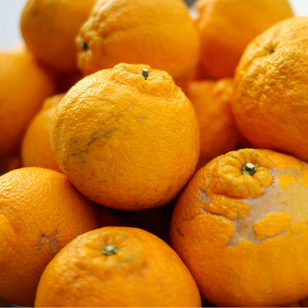 【ふるさと納税】パクパクデコ 10kg バラ詰め 訳あり B品 予約 デコポン 不知火 傷あり サイズ混合 ご家庭用 九州産 熊本県産 果物 みかん 柑橘 送料無料 【2026年2月下旬-6月下旬発送】 サムネイル3