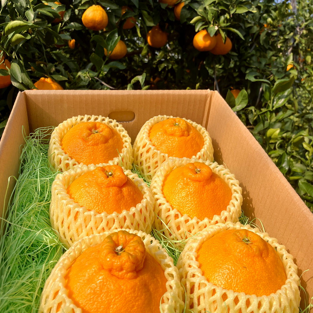 【ふるさと納税】熊本県産 ハウス不知火 6玉 デコポン同一品種 不知火 しらぬい 柑橘 みかん 蜜柑 ミカン フルーツ 果物 国産 九州 送料無料【2025年11月下旬～12月上旬発送予定】 サムネイル3