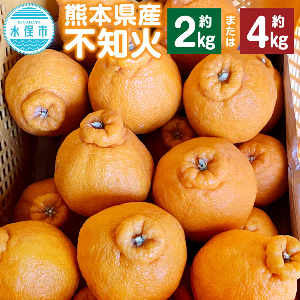 熊本県産 不知火 6玉（約2kg） ＜または＞ 12玉（約4kg） デコポン同一品種 柑橘 みかん 蜜柑 ミカン フルーツ 果物 国産 九州 送料無料【2026年1月下旬～2月下旬発送予定】
