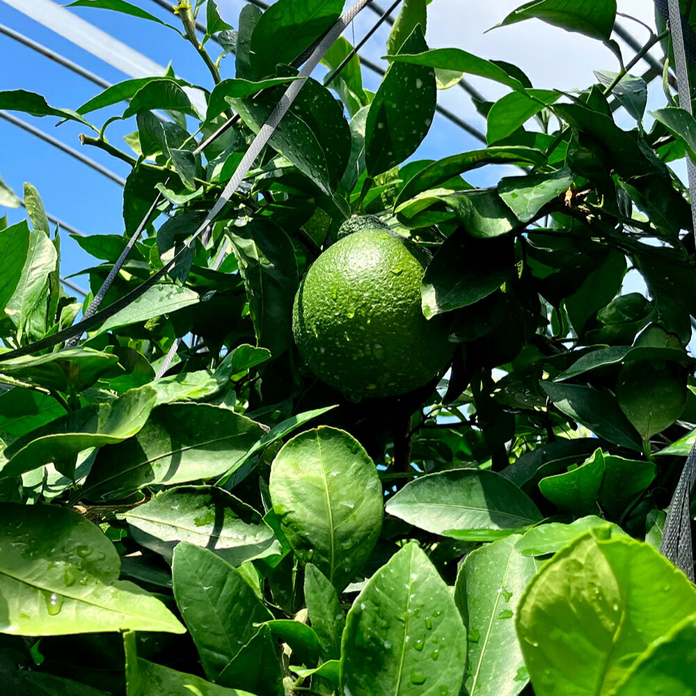 【ふるさと納税】熊本県産 不知火 6玉（約2kg） ＜または＞ 12玉（約4kg） デコポン同一品種 柑橘 みかん 蜜柑 ミカン フルーツ 果物 国産 九州 送料無料【2026年1月下旬～2月下旬発送予定】 サムネイル3