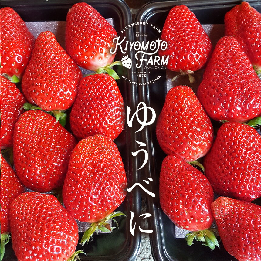 【ふるさと納税】定期便 3回 イチゴ ゆうべに 約1000g （250g×4パック） | 家庭用 大小混合 フルーツ 果物 くだもの 果実 いちご 苺 生産者直送 先行予約 熊本 玉名 横島 送料無料 サムネイル2