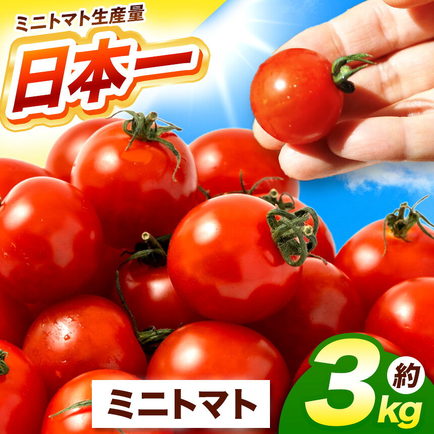 熊本県産 ミニトマト 約3kg | 野菜 やさい トマト とまと ミニトマト プチトマト | 熊本県 玉名市