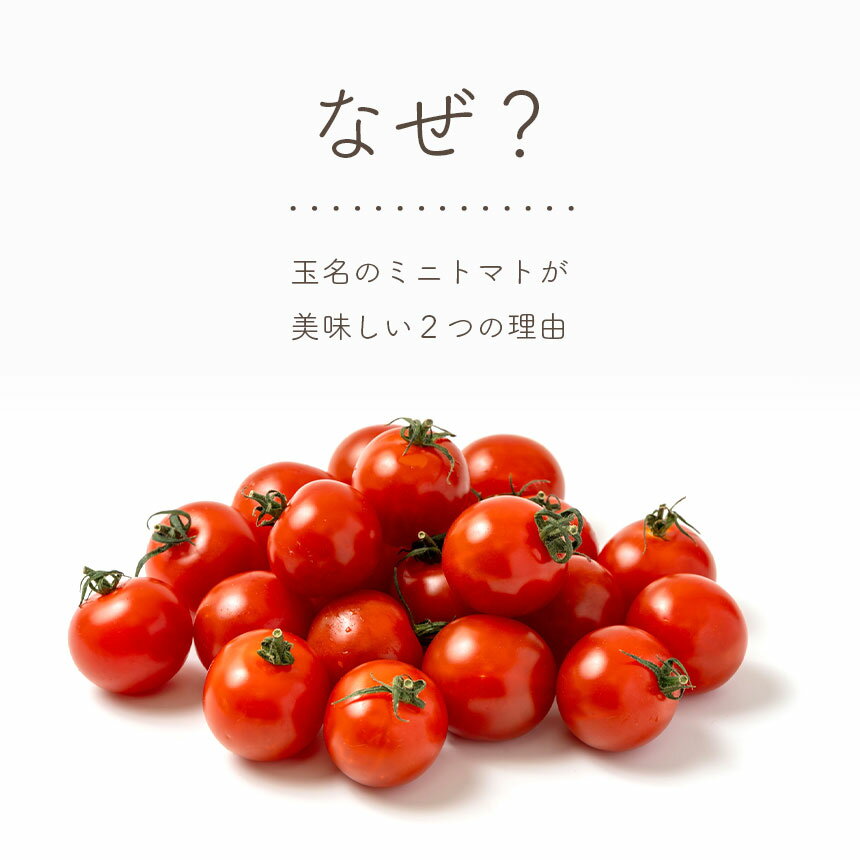 【ふるさと納税】 熊本県産 ミニトマト 約3kg | 野菜 やさい トマト とまと ミニトマト プチトマト | 熊本県 玉名市 - 画像3