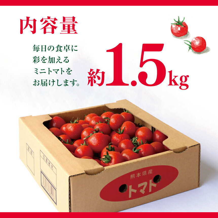 【ふるさと納税】ミニトマト 生産量 日本一 玉名市 !！ ミニトマト 約 1.5kg 野菜 トマト プチトマト 生産者直送 産地直送 熊本県 玉名市 サムネイル2