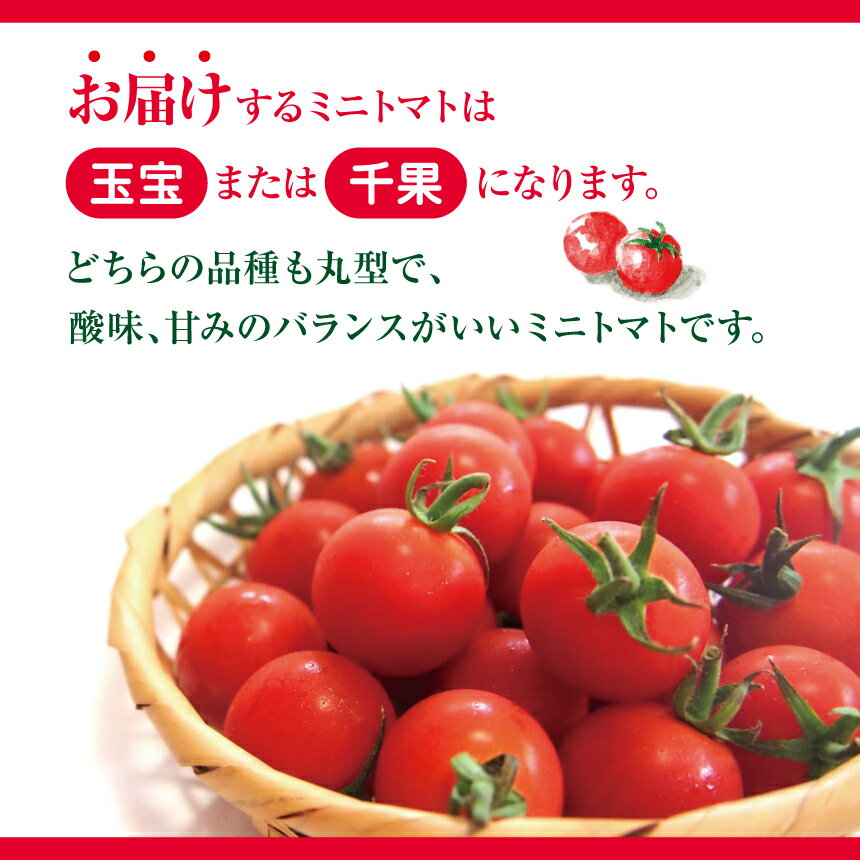 【ふるさと納税】ミニトマト 生産量 日本一 玉名市 !！ ミニトマト 約 1.5kg 野菜 トマト プチトマト 生産者直送 産地直送 熊本県 玉名市 サムネイル3