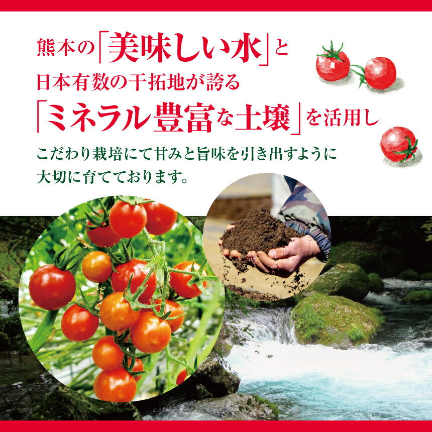 【ふるさと納税】選べる 種類 回数 ミニトマト or アイコトマト 1回 or 3回 生産量 日本一 玉名市 ! ! | ミニトマト アイコトマト 野菜 トマト プチトマト 定期便3回 生産者直送 産地直送 熊本県 玉名市 - 画像3