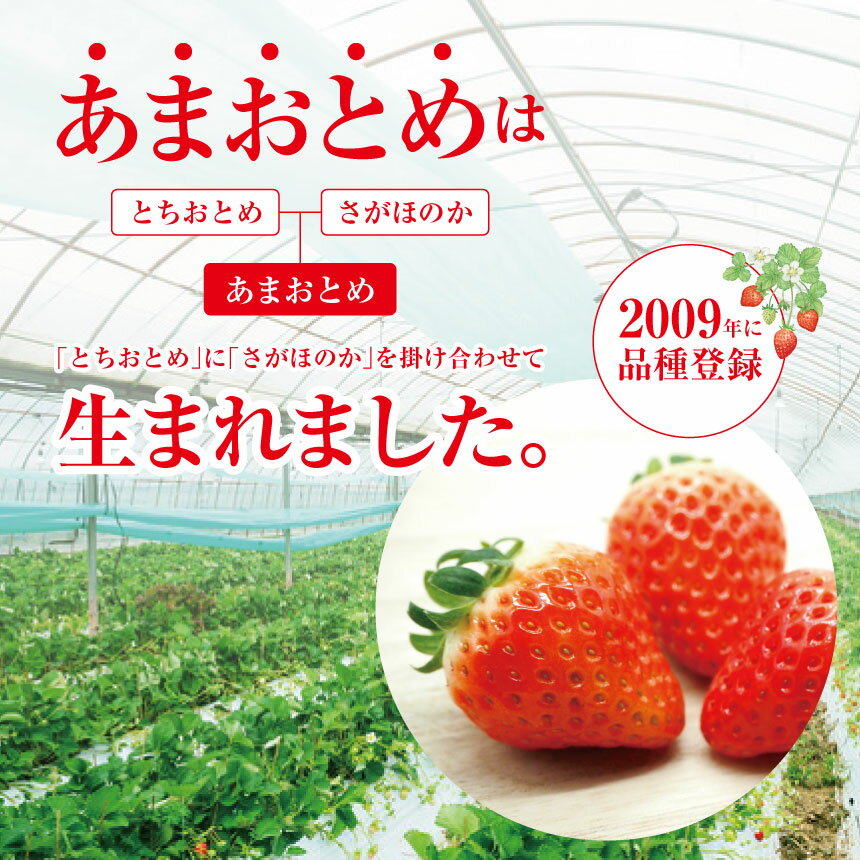 【ふるさと納税】坂本いちご農園 あまおとめ ゆうべに 選べる 約1kg 約1.5kg 約2kg | 果物 くだもの フルーツ いちご 苺 イチゴ あまおとめ ゆうべに 熊本県 玉名市 サムネイル2