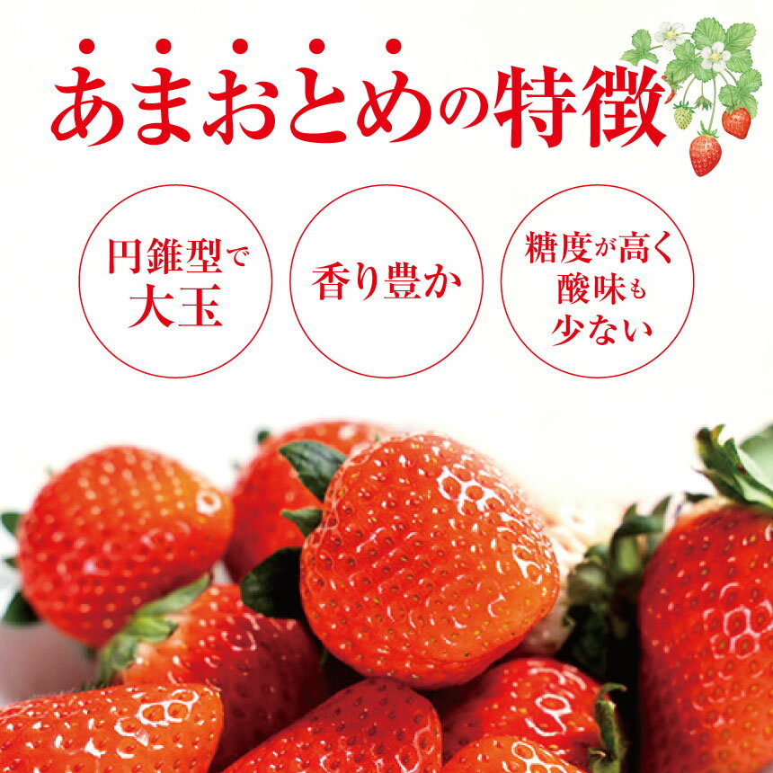 【ふるさと納税】坂本いちご農園 あまおとめ ゆうべに 選べる 約1kg 約1.5kg 約2kg | 果物 くだもの フルーツ いちご 苺 イチゴ あまおとめ ゆうべに 熊本県 玉名市 サムネイル3