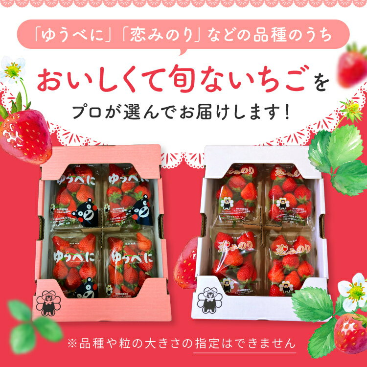 【ふるさと納税】選べる 内容量 ・ 回数 【定期便2回 or 3回】 旬のいちご 約500g or 1000g | 果物 くだもの フルーツ いちご 苺 イチゴ あまおとめ ゆうべに 熊本県 玉名市 サムネイル2
