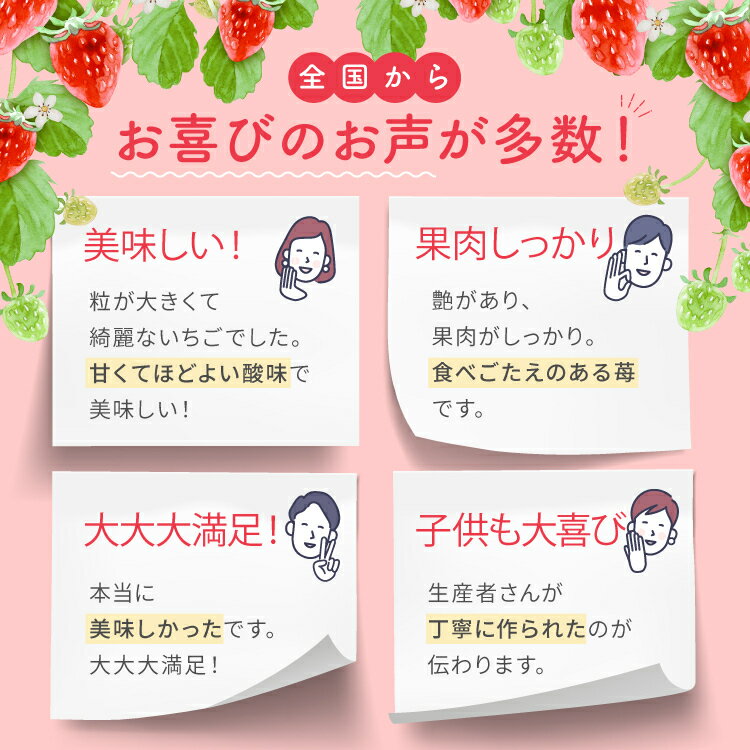 【ふるさと納税】選べる 内容量 ・ 回数 【定期便2回 or 3回】 旬のいちご 約500g or 1000g | 果物 くだもの フルーツ いちご 苺 イチゴ あまおとめ ゆうべに 熊本県 玉名市 サムネイル3