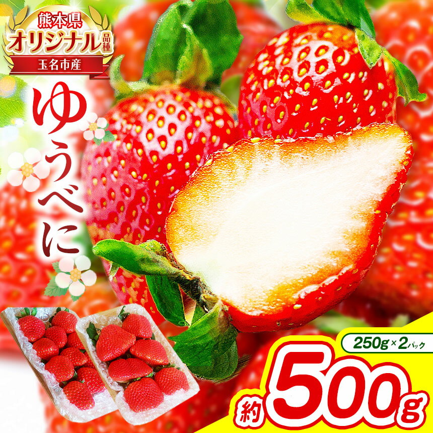 熊本 玉名産 いちご ゆうべに 約500g （ 250g×2パック ） | 果物 くだもの フルーツ イチゴ 苺 熊本県 玉名市 産地直送 生産者直送 2パック 玉名 熊本 送料無料