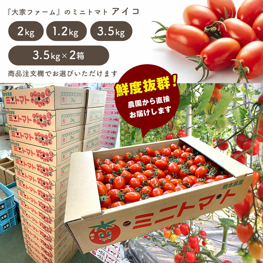 【ふるさと納税】ミニトマト アイコ 1.2kg 2kg 3.5kg 7kg 1回 3回 4回 5回 定期 | 玉名 熊本 サムネイル2