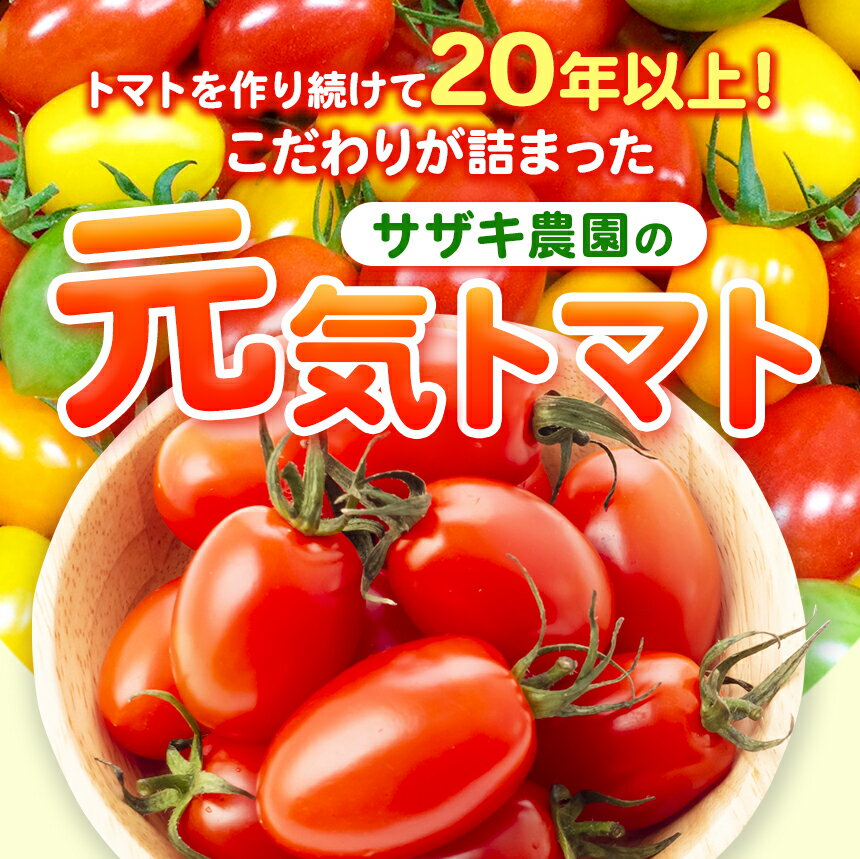 【ふるさと納税】ミニトマト 生産量 日本一 玉名市 !! カラフル ミニトマト 選べる 約2kg or 約3kg 1回 or 2回 or 3回 or 4回 or 5回 （ミックス） サザキ農園 | 野菜 トマト ミニトマト 熊本県 玉名市 定期便 サムネイル2