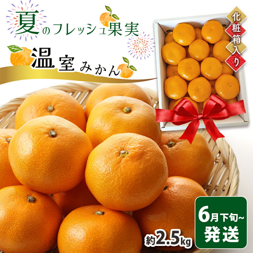 みかん 約2.5kg | 夏みかん ハウスみかん 温室みかん 贈答用 ギフト お中元 のし対応 完熟 熊本県 玉名市 送料無料