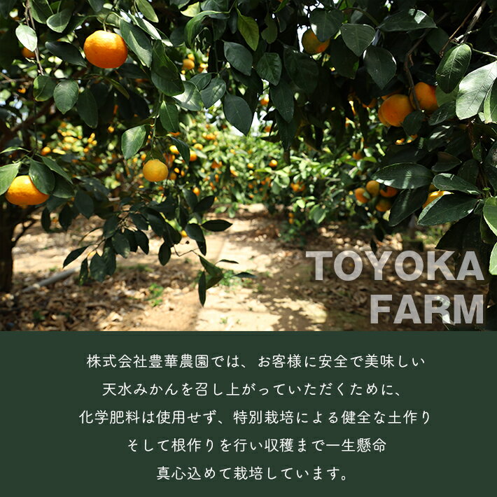 【ふるさと納税】みかん 約1.2kg 夏みかん ハウスみかん 温室みかん 贈答用 ギフト お中元 のし対応 完熟 熊本県 玉名市 送料無料 サムネイル3