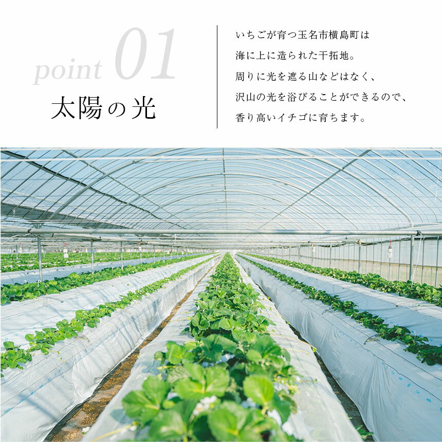 【ふるさと納税】雅乃苺 紅 白 いちご 淡雪 ゆうべに or 恋みのり 約 230g ＜1月〜4月で発送＞ | フルーツ 果物 くだもの イチゴ 苺 白いちご セット 熊本県 玉名市 イチゴ 生産量 西日本 1位 サムネイル3