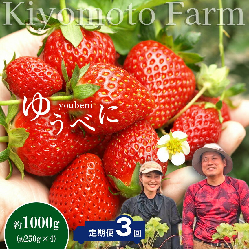 定期便 3回 イチゴ ゆうべに 約1000g （250g×4パック） | 家庭用 大小混合 フルーツ 果物 くだもの 果実 いちご 苺 生産者直送 先行予約 熊本 玉名 横島 送料無料